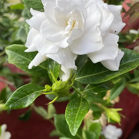 Casa Lares Kır Evi *